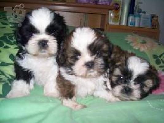 PoulaTo: Shih Tzu-Σιχ Τσού
